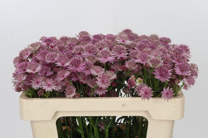 <h4>Astrantia Pink Sensation</h4>