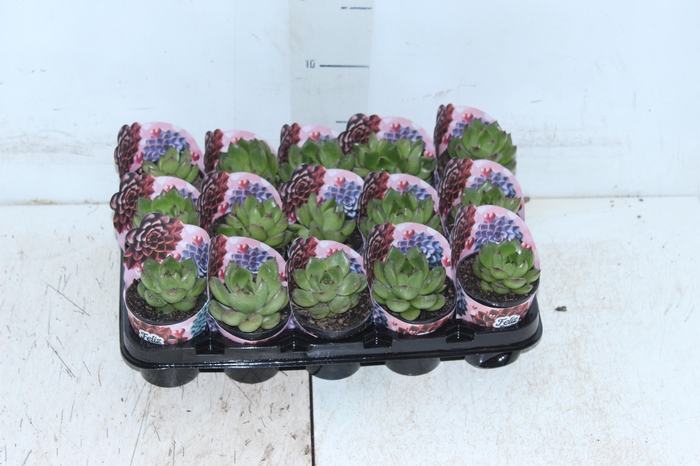 <h4>ECHEVERIA RED TIP P06</h4>