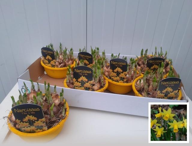 <h4>NARC O TETE A TETE</h4>