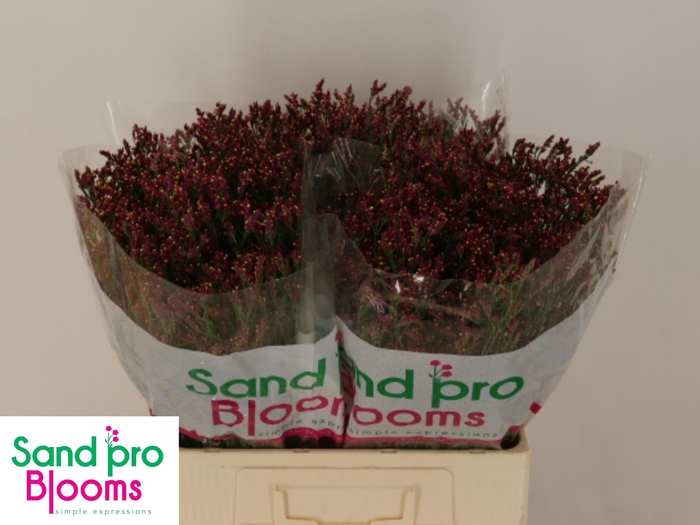 <h4>LIM SIN SCARLET DIA</h4>