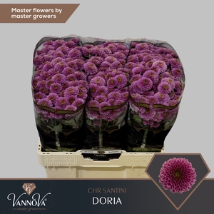 Chrysanten Chr S Doria