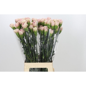 Dianthus St Creola