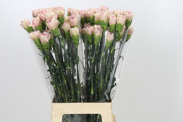 <h4>Dianthus St Creola</h4>