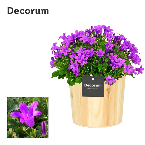 <h4>Campanula Porto LL Decorum Wood</h4>