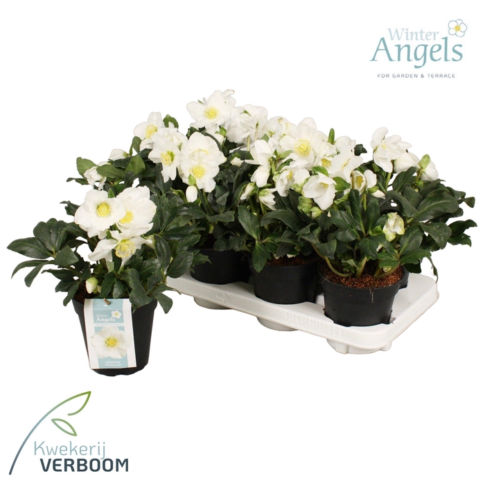 <h4>Helleborus Shining Star p13 XL</h4>