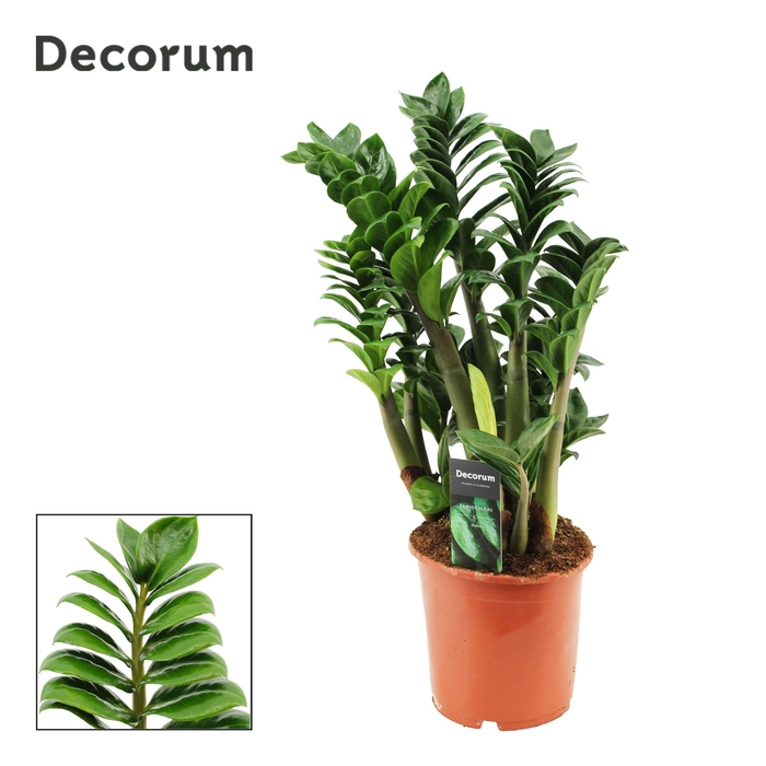 Zamioculcas Zenzi 17 cm, 4+ veren (Decorum)