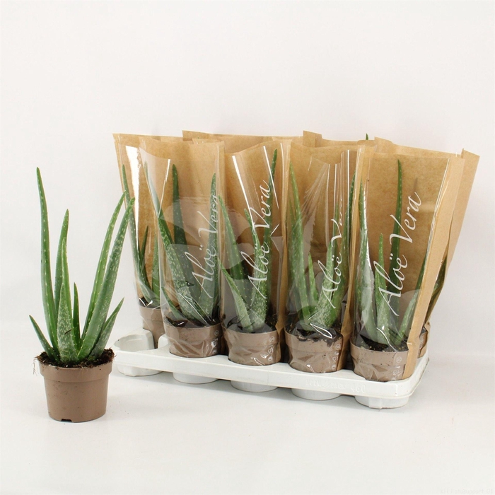 <h4>Aloe vera</h4>