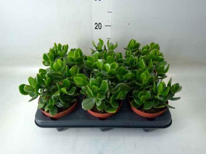 <h4>Crassula  'Hulk'</h4>