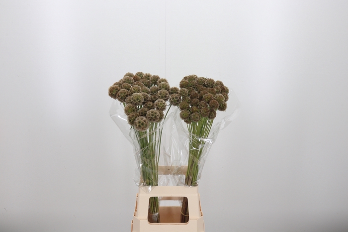 <h4>Scabiosa Stell Zaaddoos</h4>