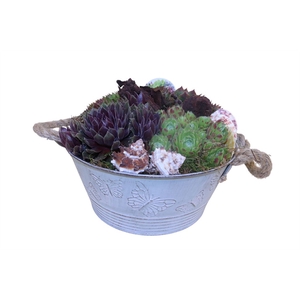 Arr.  Sempervivum L%