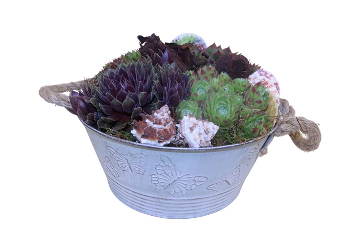 Arr.  Sempervivum L%