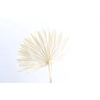 Dried Palm Sun 6pc Bleached Bunch