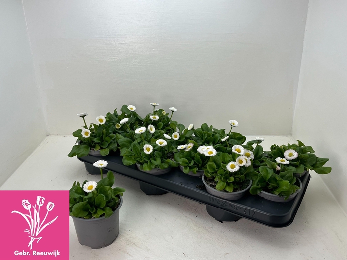 <h4>BELLIS P KL RU WHITE</h4>