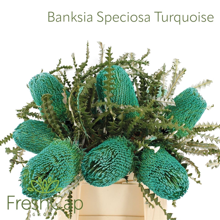 <h4>Banksia Speciosa Turquoise</h4>