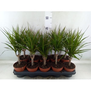 Dracaena marg.