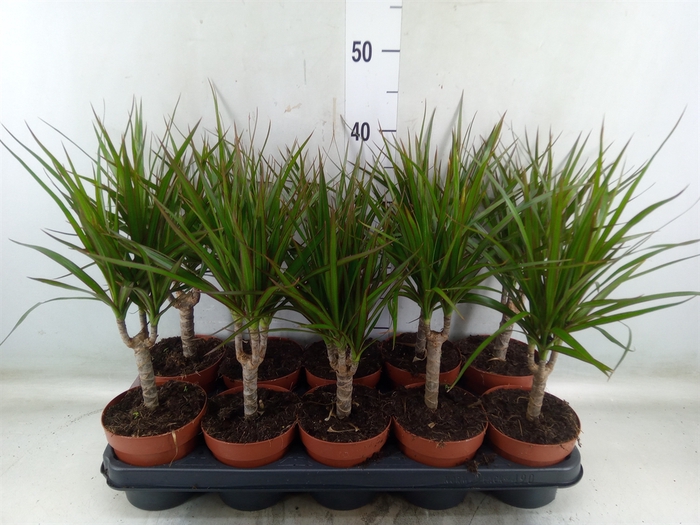 <h4>Dracaena marg.</h4>