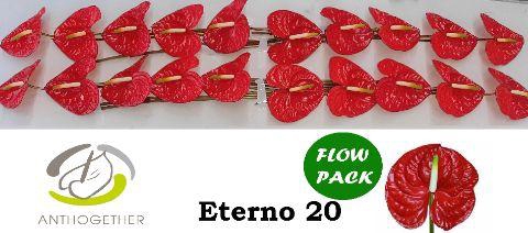 <h4>Anthurium Eterno</h4>