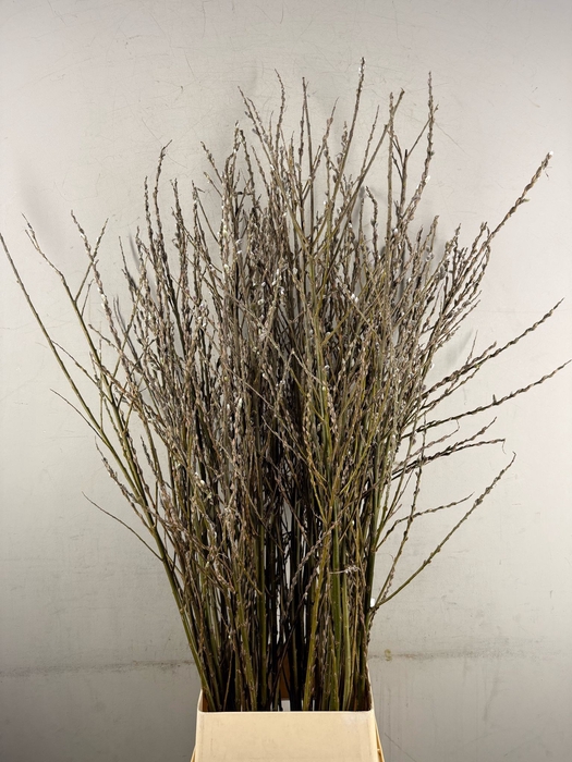 <h4>SALIX WILGENKATJES VERTAKT</h4>