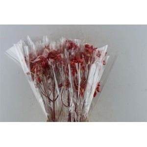 KAL AD APPLE KIDS JAPAN