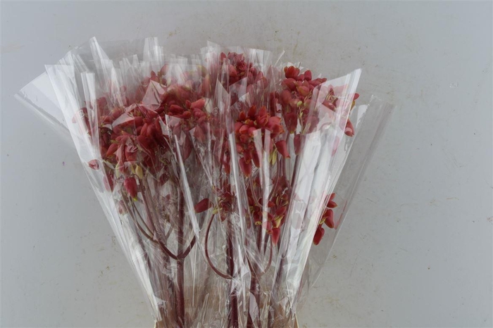 <h4>KAL AD APPLE KIDS JAPAN</h4>