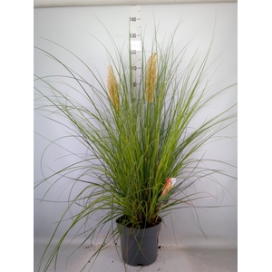 Cortaderia sell. 'Pumila'