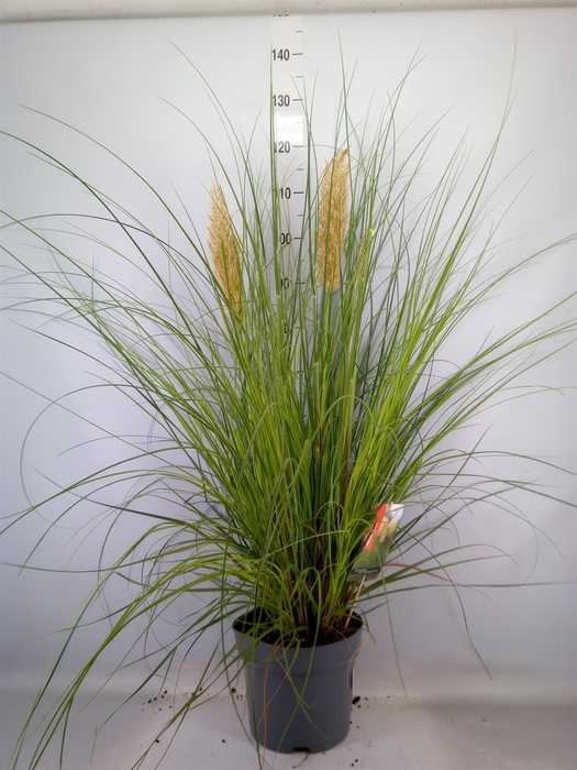 <h4>Cortaderia sell. 'Pumila'</h4>