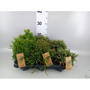 Rhipsalis   ...mix