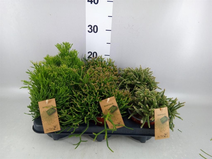 <h4>Rhipsalis   ...mix</h4>