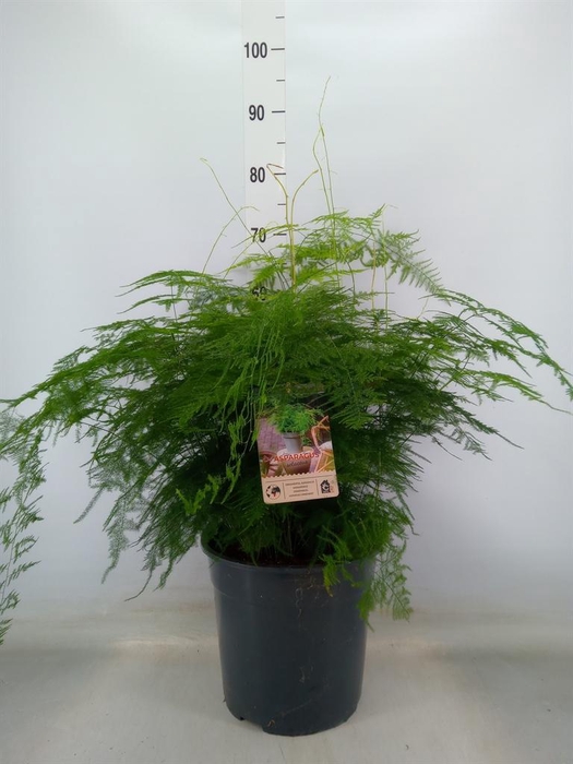 <h4>Asparagus setaceus</h4>