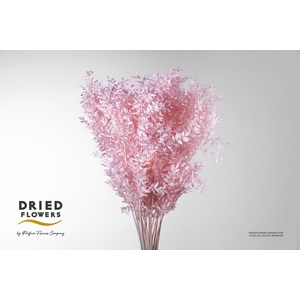 Dried Bleached Ruscus Light Pink