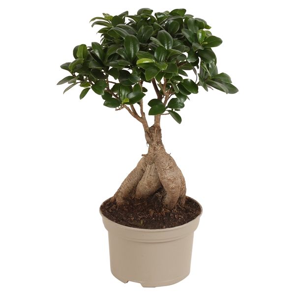 <h4>Ficus m. Ginseng pot ø15cm Carbon Free pot</h4>