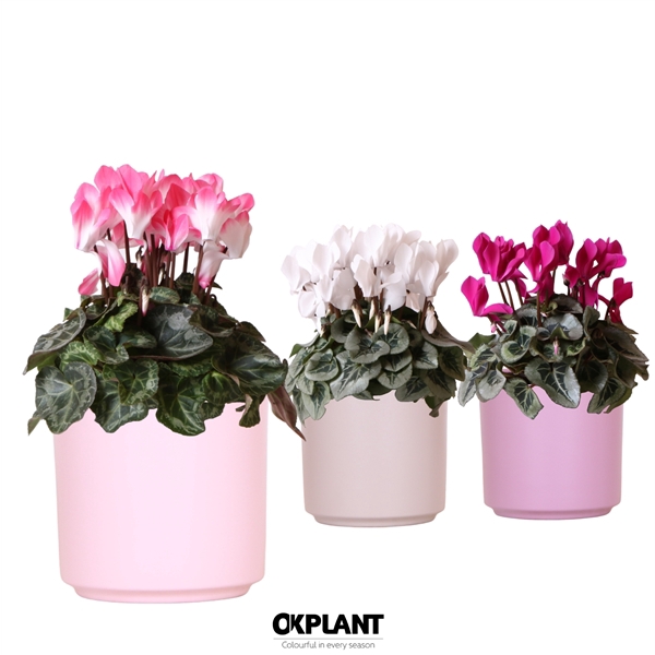 <h4>Cyclamen mix in Simplicity pot pink violet taupe mix</h4>