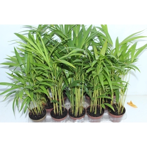 ARECA BAMBU P11