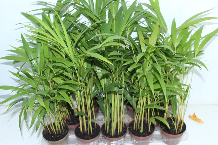 <h4>ARECA BAMBU P11</h4>