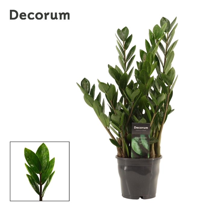 <h4>Zamioculcas Lima 12 cm Decorum 40 cm, 5+ veren</h4>
