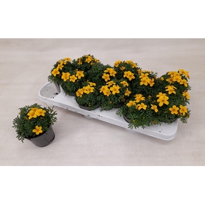 Bidens Yellow Charm