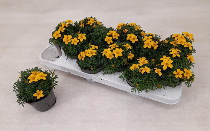 <h4>Bidens Yellow Charm</h4>