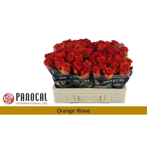 Rosa a grande fleur Orange Wave