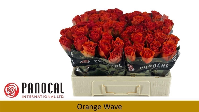 <h4>Rosa a grande fleur Orange Wave</h4>
