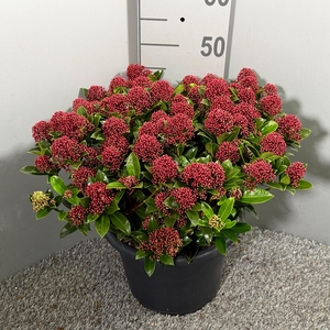 Skimmia japonica 'Pink Dwarf'