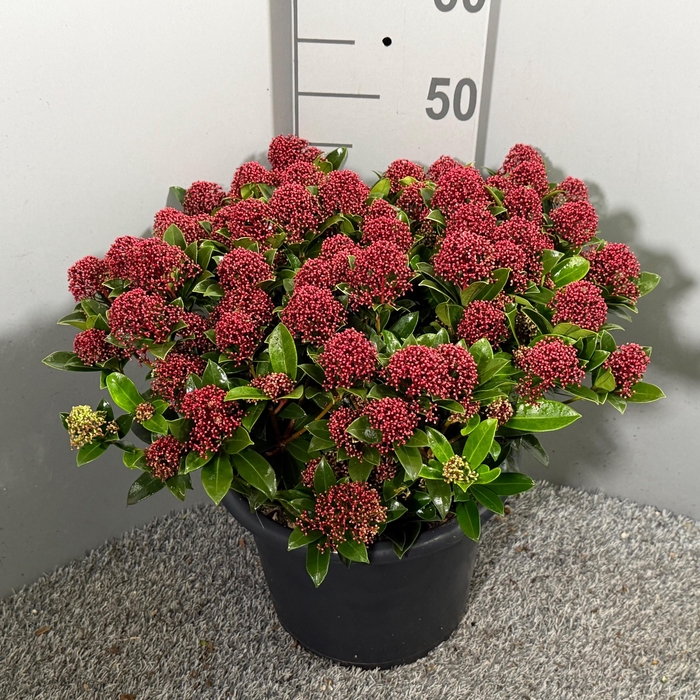 <h4>Skimmia japonica 'Pink Dwarf'</h4>