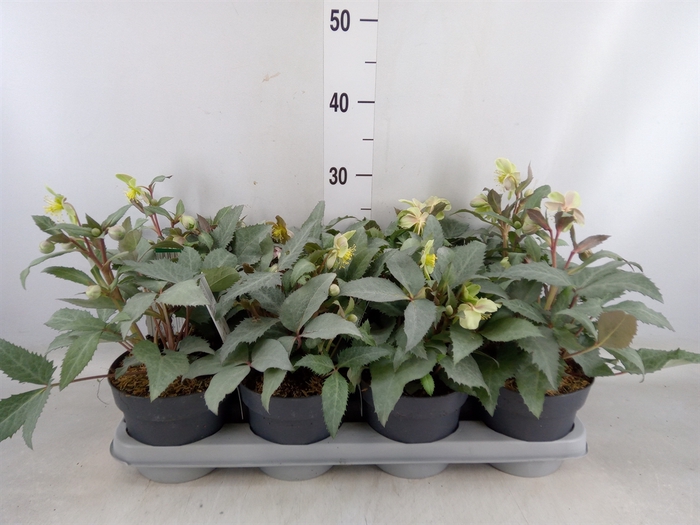 <h4>Helleborus x sternii</h4>