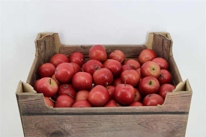 <h4>Sier Appels Red P Wdn Box</h4>