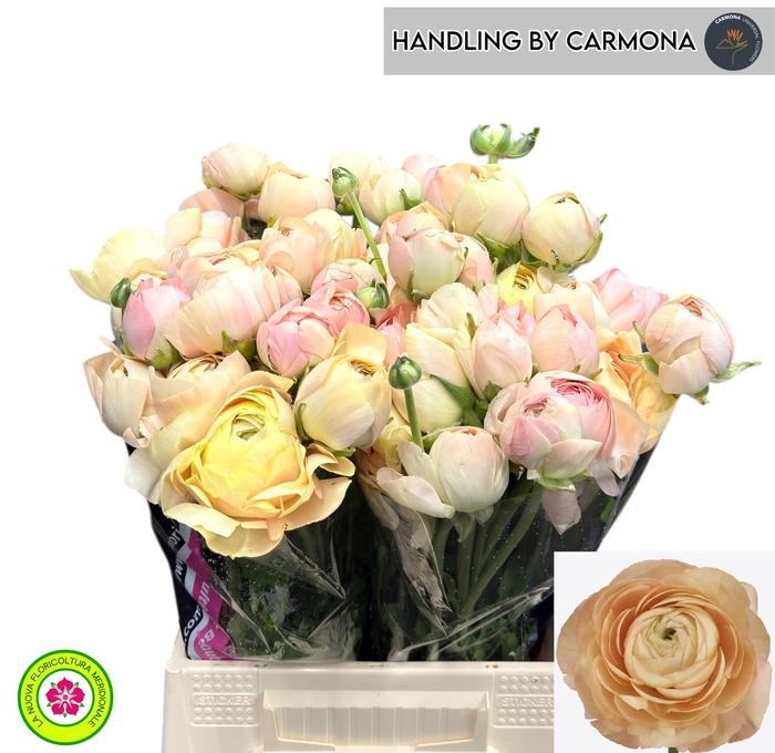 <h4>RAN SU GRAND PASTEL</h4>