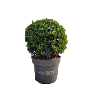 Ilex crenata Dark Green, P26, Bol Ø30cm