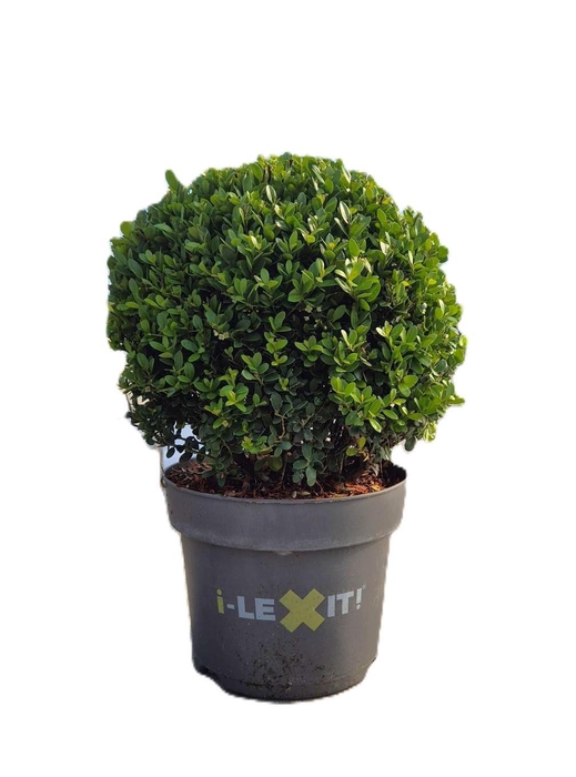 <h4>Ilex crenata Dark Green, P26, Bol Ø30cm</h4>