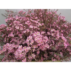 Chame Ofir Rose