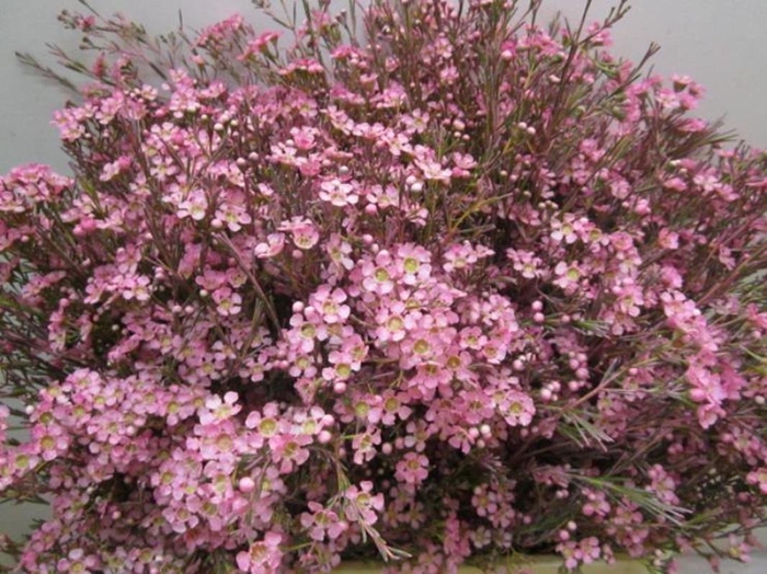 <h4>Chame Ofir Rose</h4>