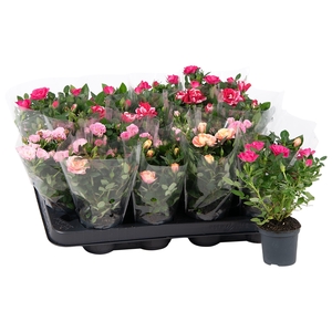 Nolina Roses Ø 7 cm. Special Mix