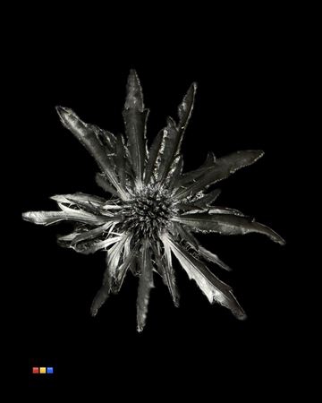 <h4>Eryngium Black</h4>